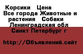 Корсики › Цена ­ 15 000 - Все города Животные и растения » Собаки   . Ленинградская обл.,Санкт-Петербург г.